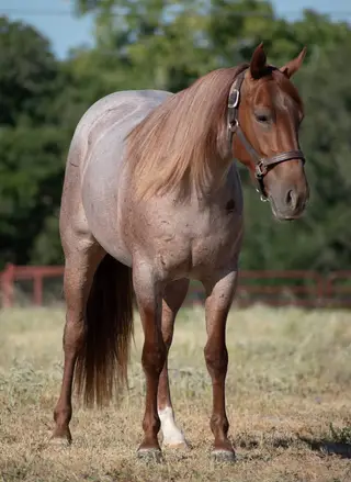 Stella, 2 Year Old Roan Quarter Horse Filly for Sale in Hico, TX, photo 3 of 4