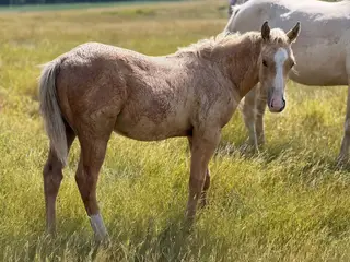MR REDHOT DROP N ROLL (MoJo), Foal Palomino Quarter Horse Colt for Sale in Minot, ND, photo 2 of 4