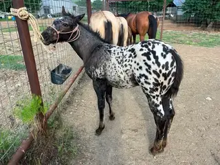 Smith, Foal Black Quarter Horse Colt for Sale, photo 5 of 5