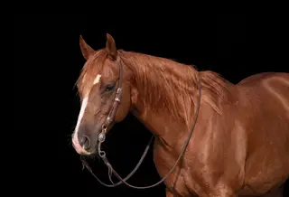 Amigo Dun It, 9 Year Old Sorrel Paint Gelding for Sale in Lester Prairie, MN, photo 2 of 3