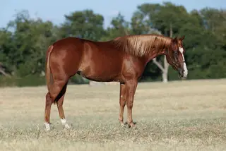 HSR Voodoolena (Dulce), 2 Year Old Sorrel Quarter Horse Filly for Sale in Stephenville, TX