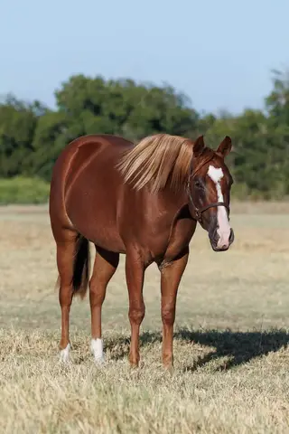 HSR Voodoolena (Dulce), 2 Year Old Sorrel Quarter Horse Filly for Sale in Stephenville, TX, photo 2 of 4