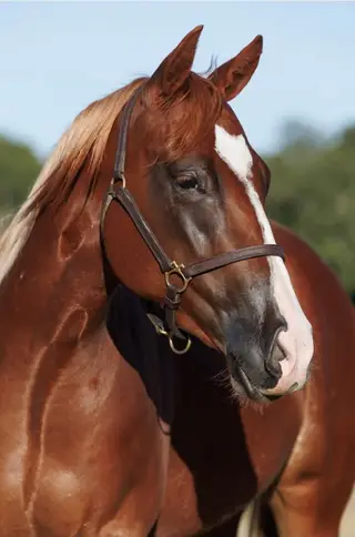 HSR Voodoolena (Dulce), 2 Year Old Sorrel Quarter Horse Filly for Sale in Stephenville, TX, photo 3 of 4