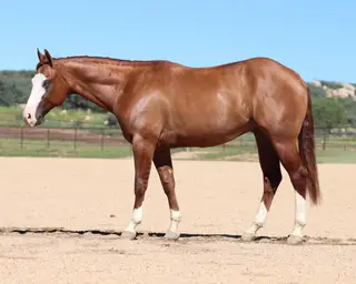 Truman, 2 Year Old Red Dun Quarter Horse Gelding for Sale in Dewey, AZ, photo 2 of 3