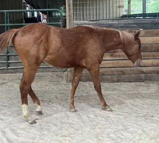 MVP Metallic Blues (Magic), 1 Year Old Sorrel Quarter Horse Colt for Sale in Crossville, TN