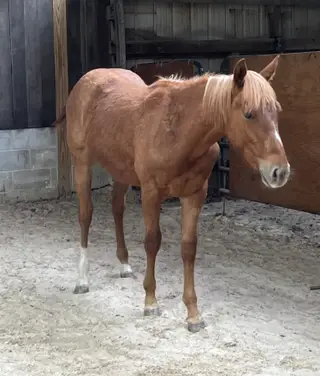 MVP Metallic Blues (Magic), 1 Year Old Sorrel Quarter Horse Colt for Sale in Crossville, TN, photo 2 of 4