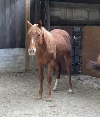 MVP Metallic Blues (Magic), 1 Year Old Sorrel Quarter Horse Colt for Sale in Crossville, TN, photo 3 of 4