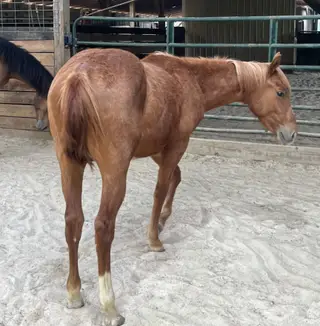 MVP Metallic Blues (Magic), 1 Year Old Sorrel Quarter Horse Colt for Sale in Crossville, TN, photo 4 of 4