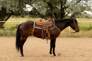 WR EJ Rock Star 21 (Bentley), 5 Year Old Brown Quarter Horse Gelding for Sale in Maybell, CO