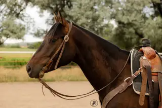 WR EJ Rock Star 21 (Bentley), 5 Year Old Brown Quarter Horse Gelding for Sale in Maybell, CO, photo 2 of 4