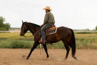 WR EJ Rock Star 21 (Bentley), 5 Year Old Brown Quarter Horse Gelding for Sale in Maybell, CO, photo 4 of 4