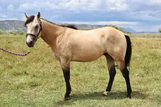 Bubbas Carnival Ryde, 3 Year Old Buckskin Quarter Horse Stallion for Sale in Trinidad, CO