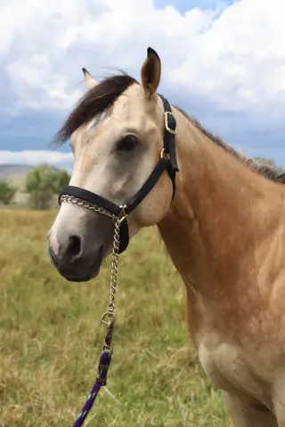 Bubbas Carnival Ryde, 3 Year Old Buckskin Quarter Horse Stallion for Sale in Trinidad, CO, photo 2 of 3