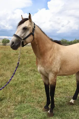 Bubbas Carnival Ryde, 3 Year Old Buckskin Quarter Horse Stallion for Sale in Trinidad, CO, photo 3 of 3