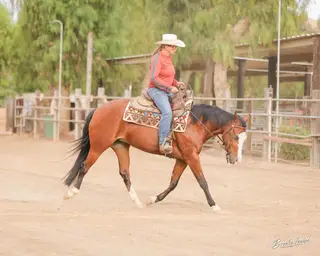 Piper, 3 Year Old Bay Quarter Horse Mare for Sale in CA, photo 2 of 5