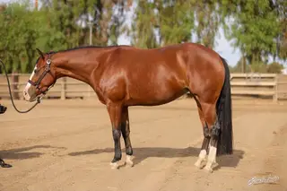 Piper, 3 Year Old Bay Quarter Horse Mare for Sale in CA, photo 3 of 5