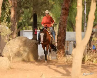Piper, 3 Year Old Bay Quarter Horse Mare for Sale in CA, photo 4 of 5