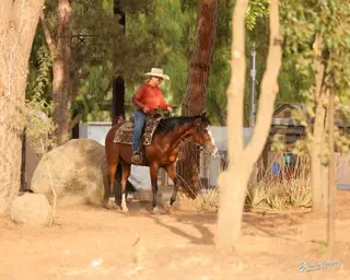Piper, 3 Year Old Bay Quarter Horse Mare for Sale in CA, photo 5 of 5
