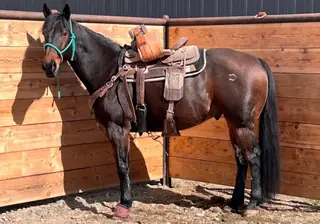 Whata Bold Challenge (Mozzie)