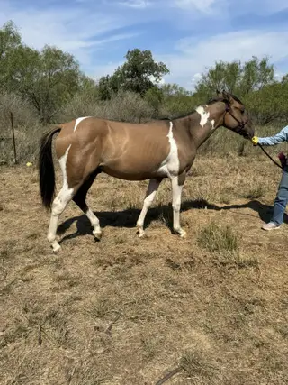 Colt by Truly Dun Tuff, 1 Year Old Dun Paint Colt for Sale in Cherokee, TX