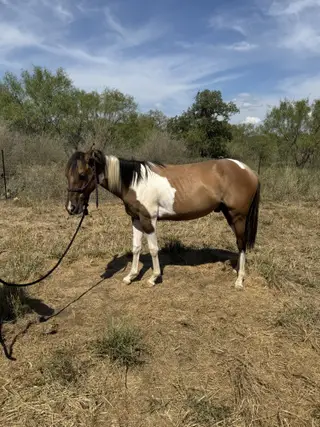 Colt by Truly Dun Tuff, 1 Year Old Dun Paint Colt for Sale in Cherokee, TX, photo 2 of 4