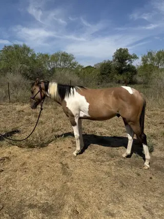 Colt by Truly Dun Tuff, 1 Year Old Dun Paint Colt for Sale in Cherokee, TX, photo 3 of 4