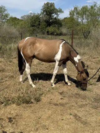 Colt by Truly Dun Tuff, 1 Year Old Dun Paint Colt for Sale in Cherokee, TX, photo 4 of 4