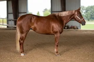 Diamonds on Lace (Lacey), 11 Year Old Sorrel Quarter Horse Mare for Sale in Monroeville, IN