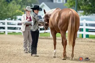 Diamonds on Lace (Lacey), 11 Year Old Sorrel Quarter Horse Mare for Sale in Monroeville, IN, photo 2 of 5