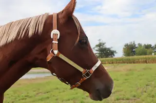 Diamonds on Lace (Lacey), 11 Year Old Sorrel Quarter Horse Mare for Sale in Monroeville, IN, photo 3 of 5
