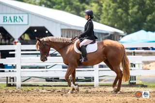 Diamonds on Lace (Lacey), 11 Year Old Sorrel Quarter Horse Mare for Sale in Monroeville, IN, photo 5 of 5