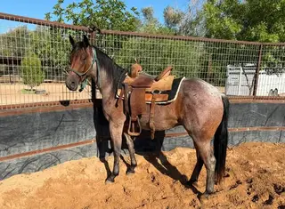 Smooths Doc Boon, 2 Year Old Bay Roan Quarter Horse Gelding for Sale in El Paso, TX, photo 3 of 4