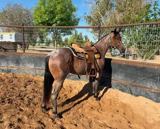 Smooths Doc Boon, 2 Year Old Bay Roan Quarter Horse Gelding for Sale in El Paso, TX, photo 4 of 4