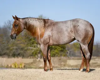 Filly by Bet Hesa Boon