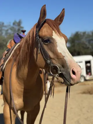 DVS Dun Outta Money (Cookie), 4 Year Old Red Dun Quarter Horse Mare for Sale in Eagle Point, OR