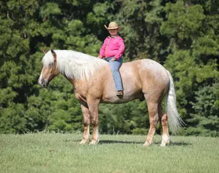 Bentley, 5 Year Old Palomino Draft Cross Gelding for Sale in Mt. Vernon, KY