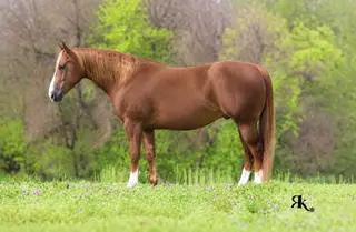 Peptos Asteroid (Astro), 8 Year Old Sorrel Quarter Horse Gelding for Sale in Westminster, MD