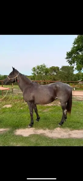Rose Olena Blue, 20 Year Old Grulla Quarter Horse Mare for Sale in Eustace, TX