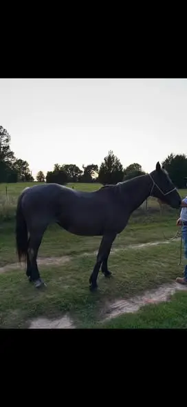 Rose Olena Blue, 20 Year Old Grulla Quarter Horse Mare for Sale in Eustace, TX, photo 3 of 5