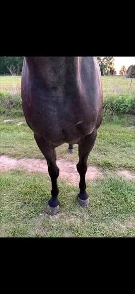 Rose Olena Blue, 20 Year Old Grulla Quarter Horse Mare for Sale in Eustace, TX, photo 4 of 5
