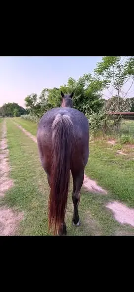 Rose Olena Blue, 20 Year Old Grulla Quarter Horse Mare for Sale in Eustace, TX, photo 5 of 5