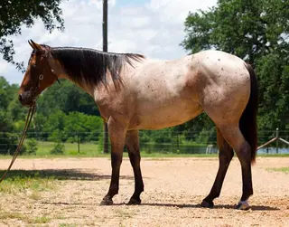 Roan Quarter Horse Filly