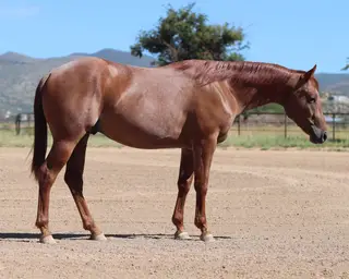 Once A Red Whiskey (Boondoc), 2 Year Old Red Roan Quarter Horse Stallion for Sale in Dewey, AZ