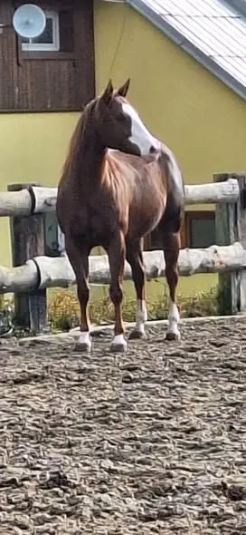 SK Conquistador Gun, 7 Year Old Sorrel Quarter Horse Mare for Sale in Ostrava, photo 3 of 4