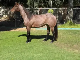 Cristys Lil Playgun, 6 Year Old Bay Roan Quarter Horse Mare for Sale in Norco, CA