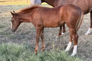 Midnight Cash Out, Foal Chestnut Quarter Horse Colt for Sale in Weatherford, TX
