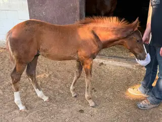 Midnight Cash Out, Foal Chestnut Quarter Horse Colt for Sale in Weatherford, TX, photo 2 of 5