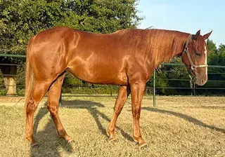 Pro Zak, 2 Year Old Sorrel Quarter Horse Filly for Sale