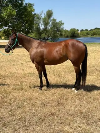 JK She's a Cool Bully (Brownie), 5 Year Old Bay Quarter Horse Mare for Sale in Sanger, TX