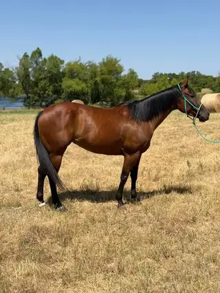 JK She's a Cool Bully (Brownie), 5 Year Old Bay Quarter Horse Mare for Sale in Sanger, TX, photo 2 of 3